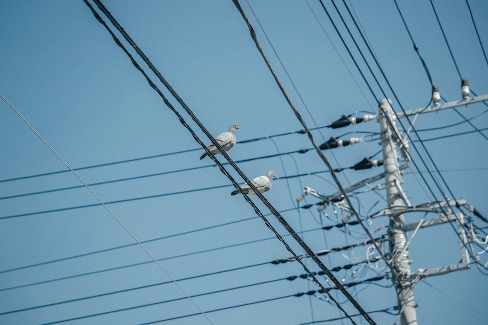 two birds perched on electric cable near post
