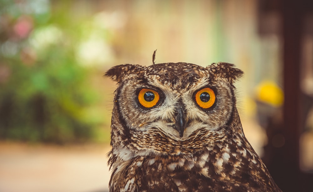 selective focus photography of owl