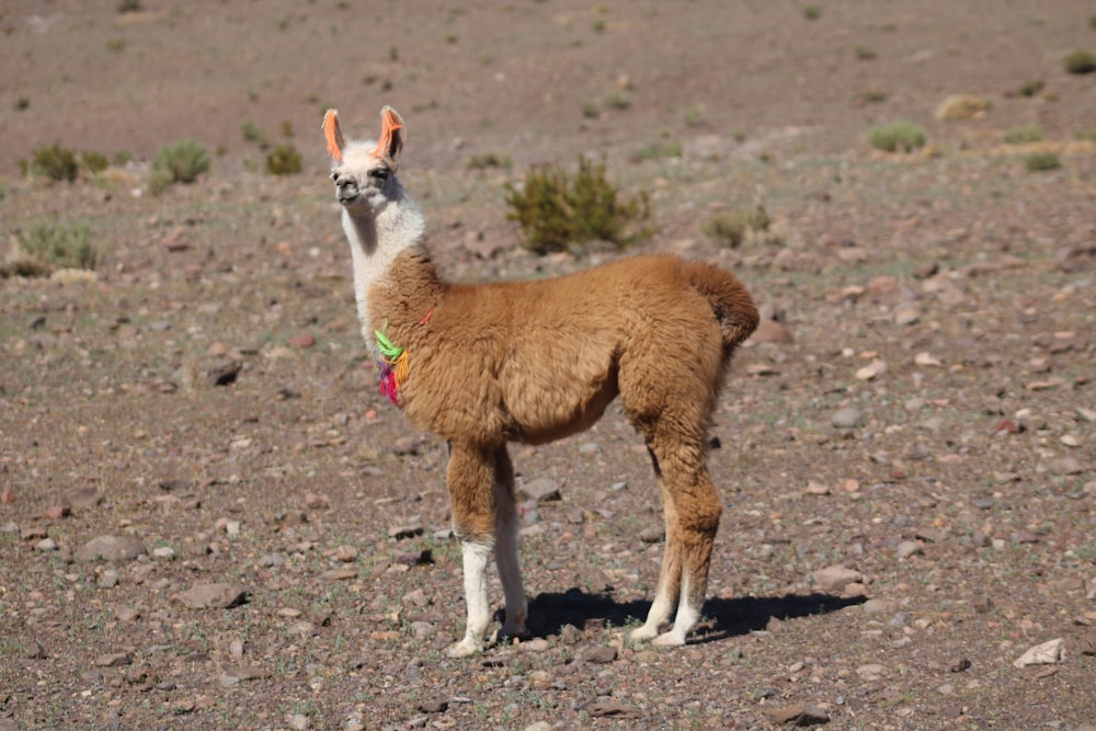 brown llama