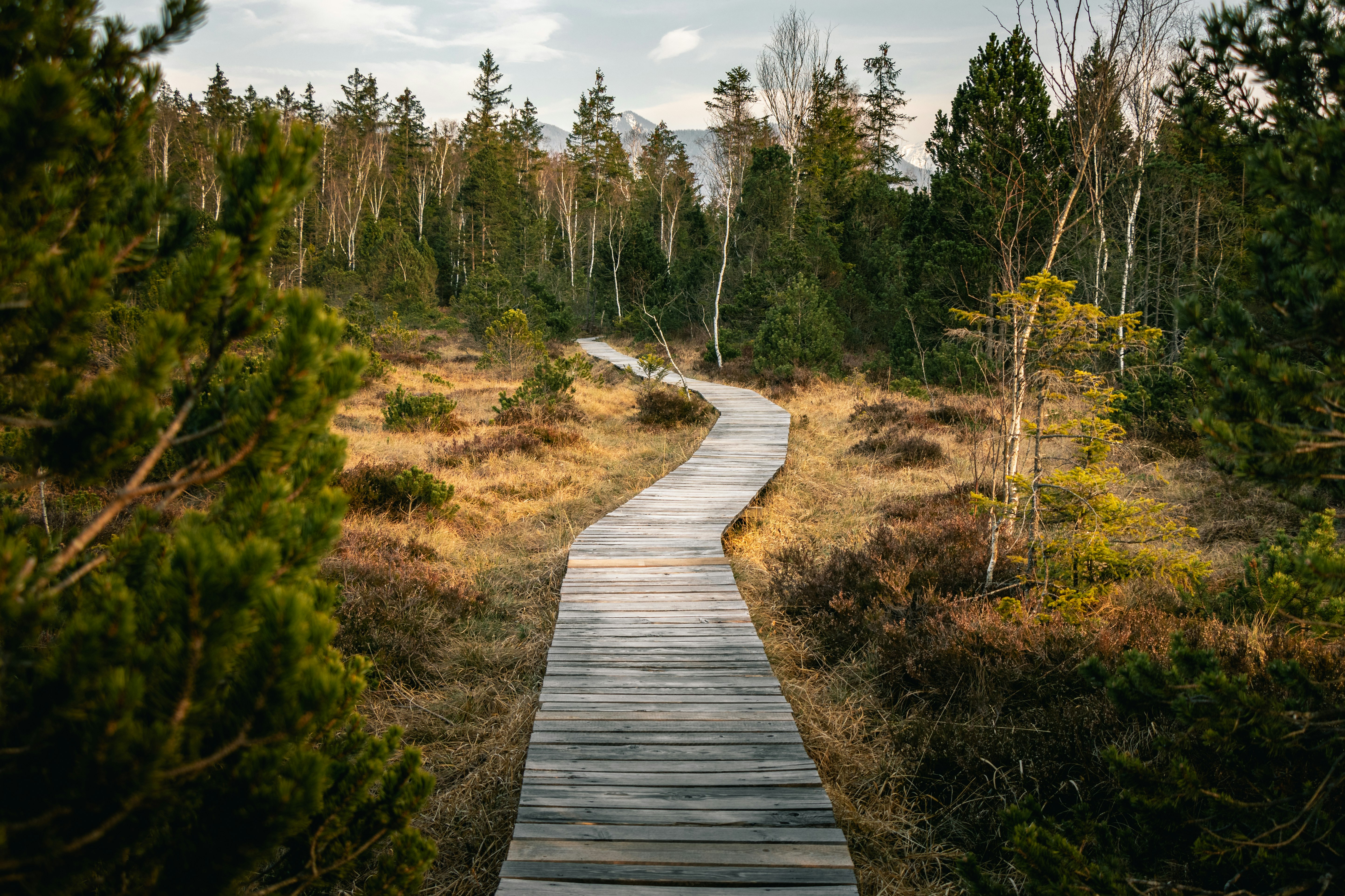 wooden pathway near forest during daytime