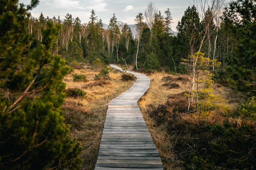 wooden pathway near forest during daytime
