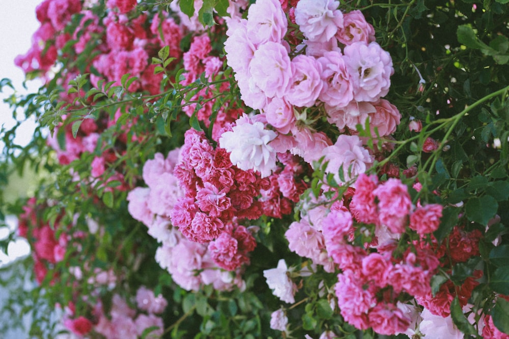 selective focus photography of pink flowers