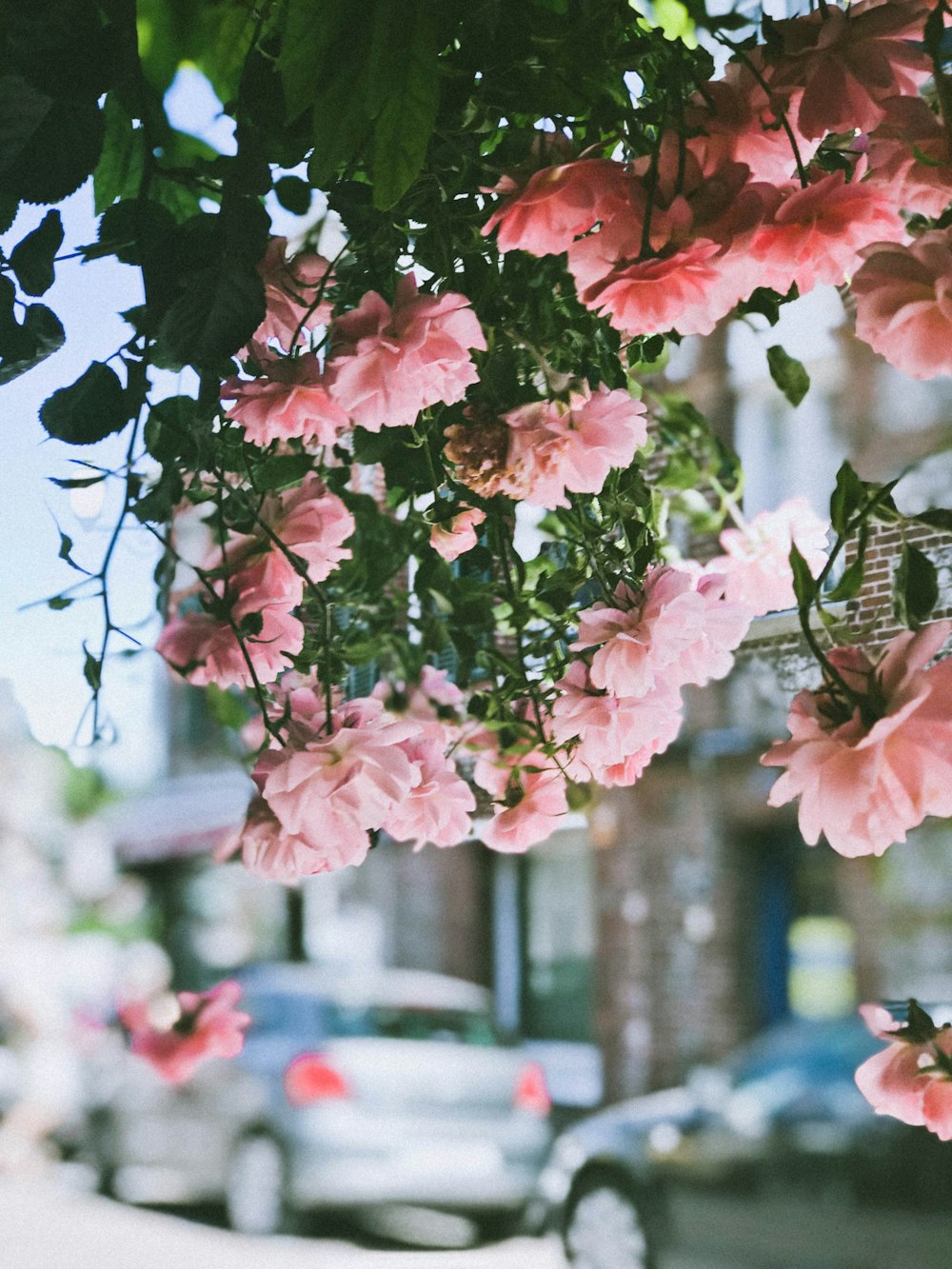 pink petaled flower