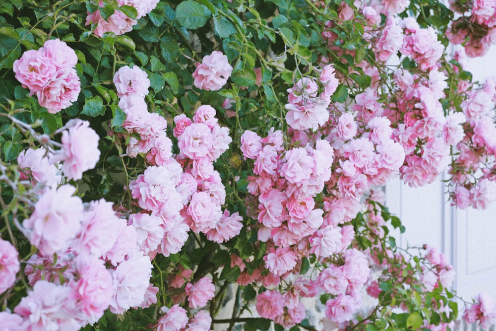 blooming pink rose flowers