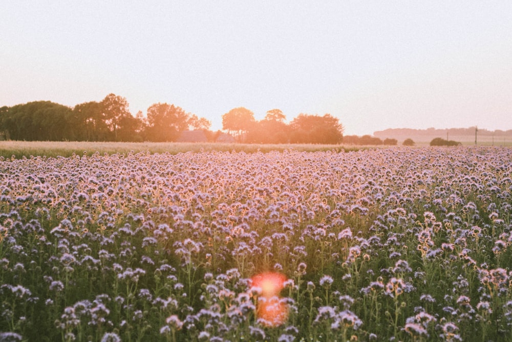 purple cluster flower field