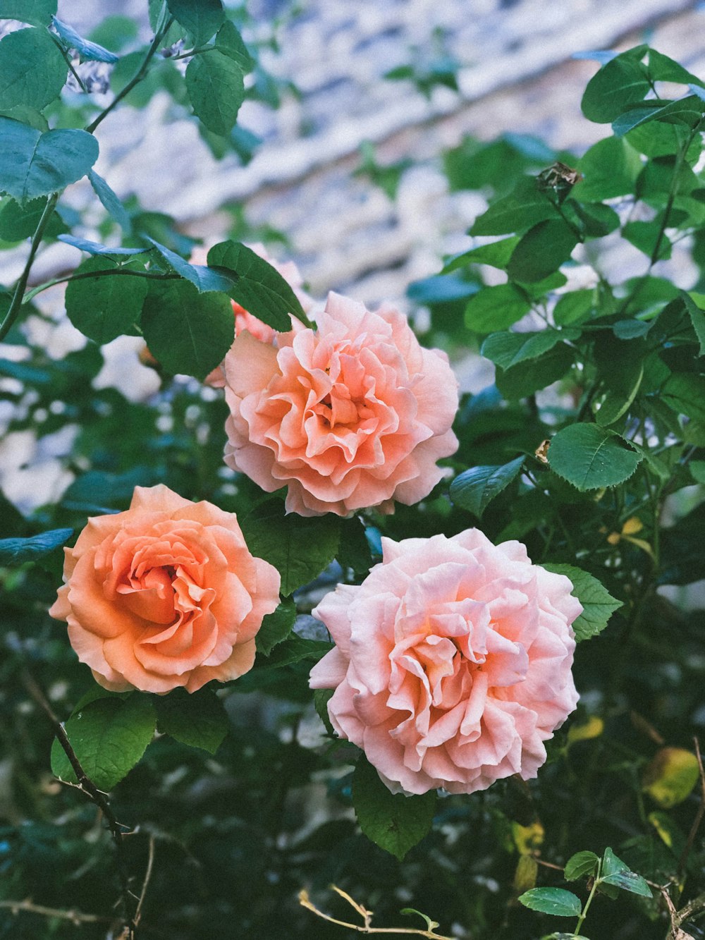 pink rose flowers