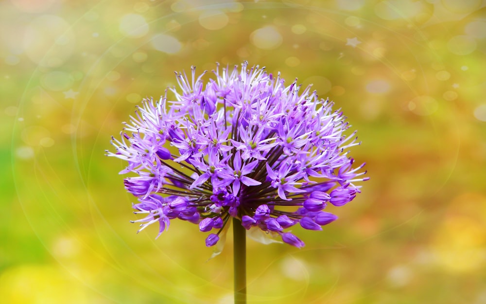 purple petaled flower