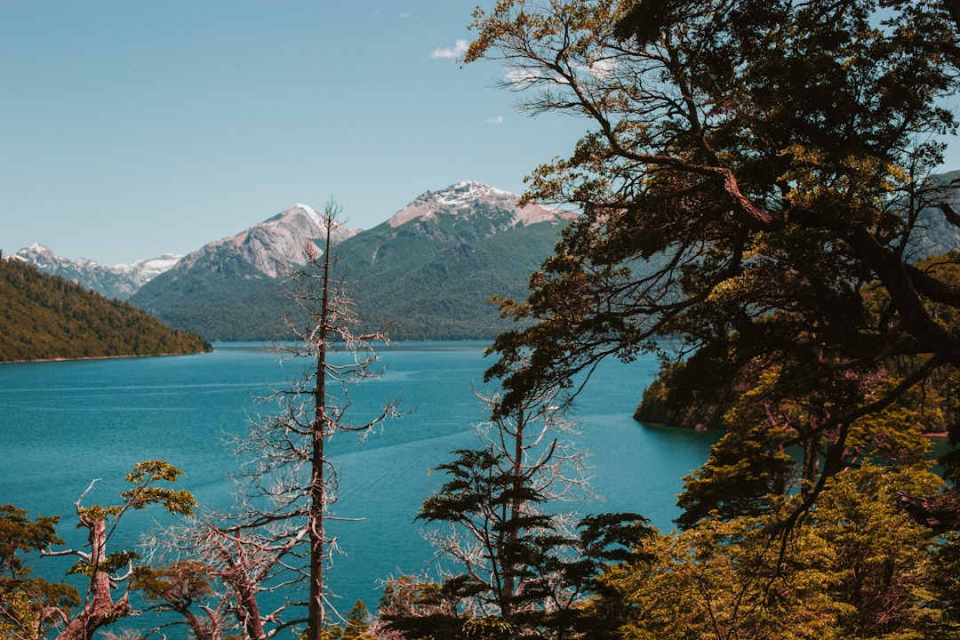 green-leafed tree near body of water