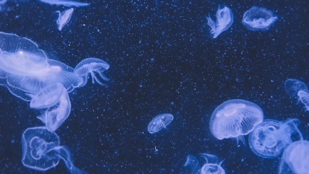 Photographie de méduse en gros plan