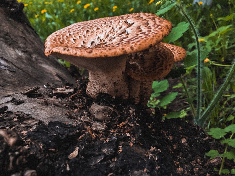 brown mushroom beside plant