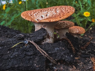 Several brown mushrooms with textured caps grow on a dark piece of wood in a natural setting, surrounded by green foliage and small yellow flowers.