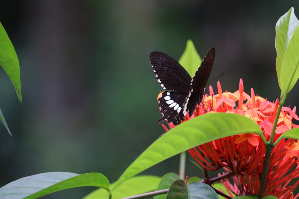 selective focus photography of butterfly on flower