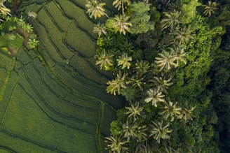 aerial photo of forest