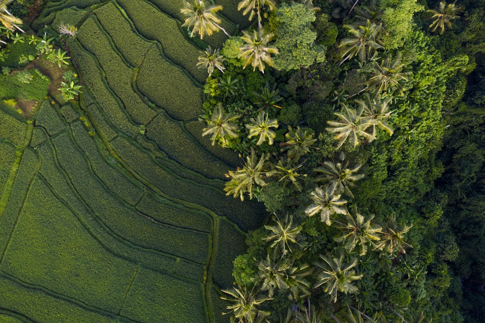 foto aérea da floresta