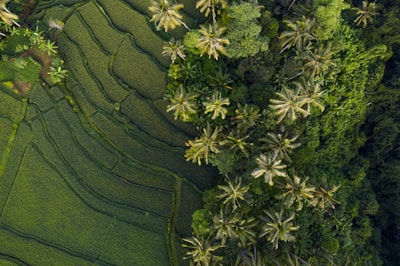 Canggu