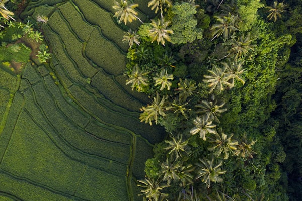 Ubud jungle road