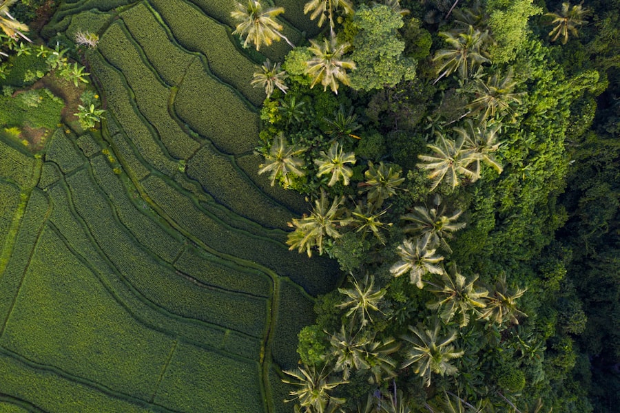 Ubud Rice Terraces