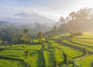 green grass field photography