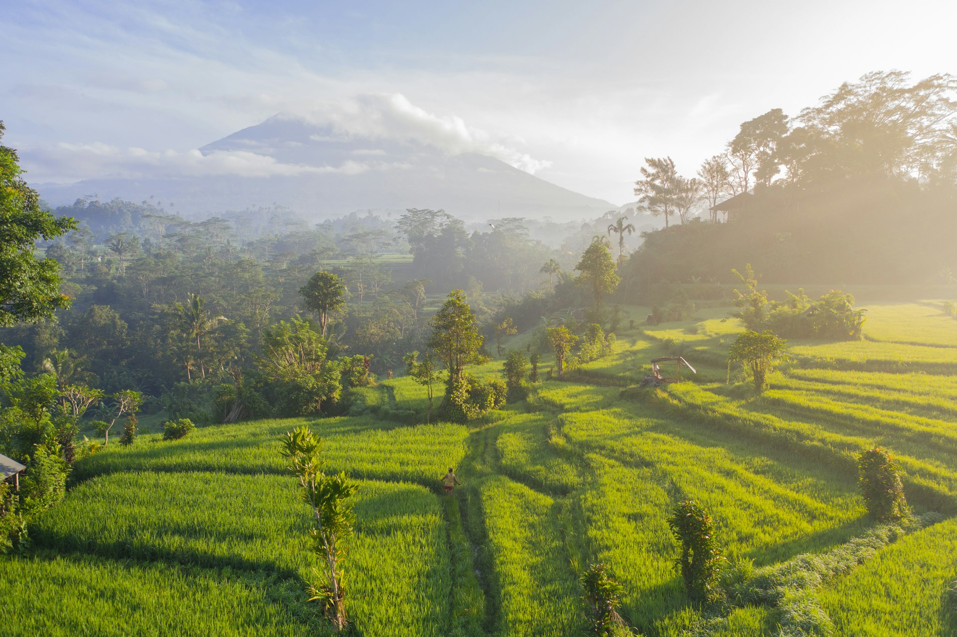 Bali rice terraces landscape