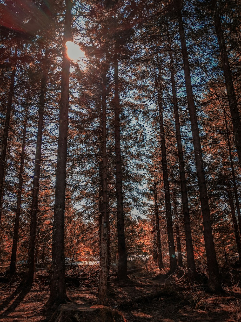 tall pine trees covering sunlight at the woods