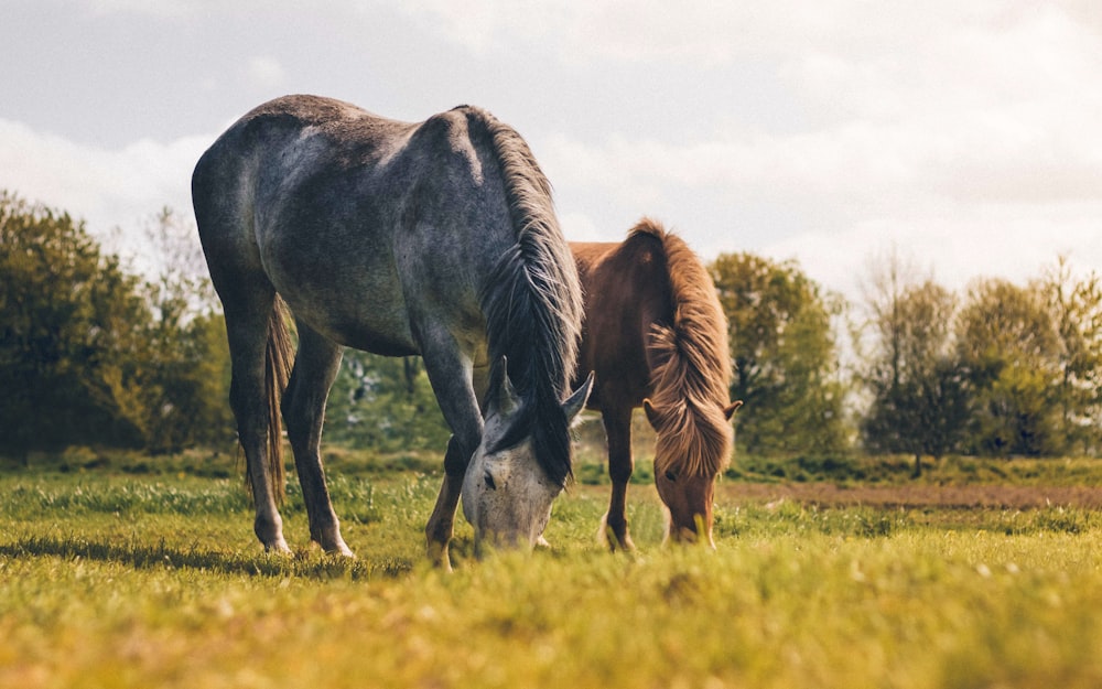 two gray and brown horses eating grass