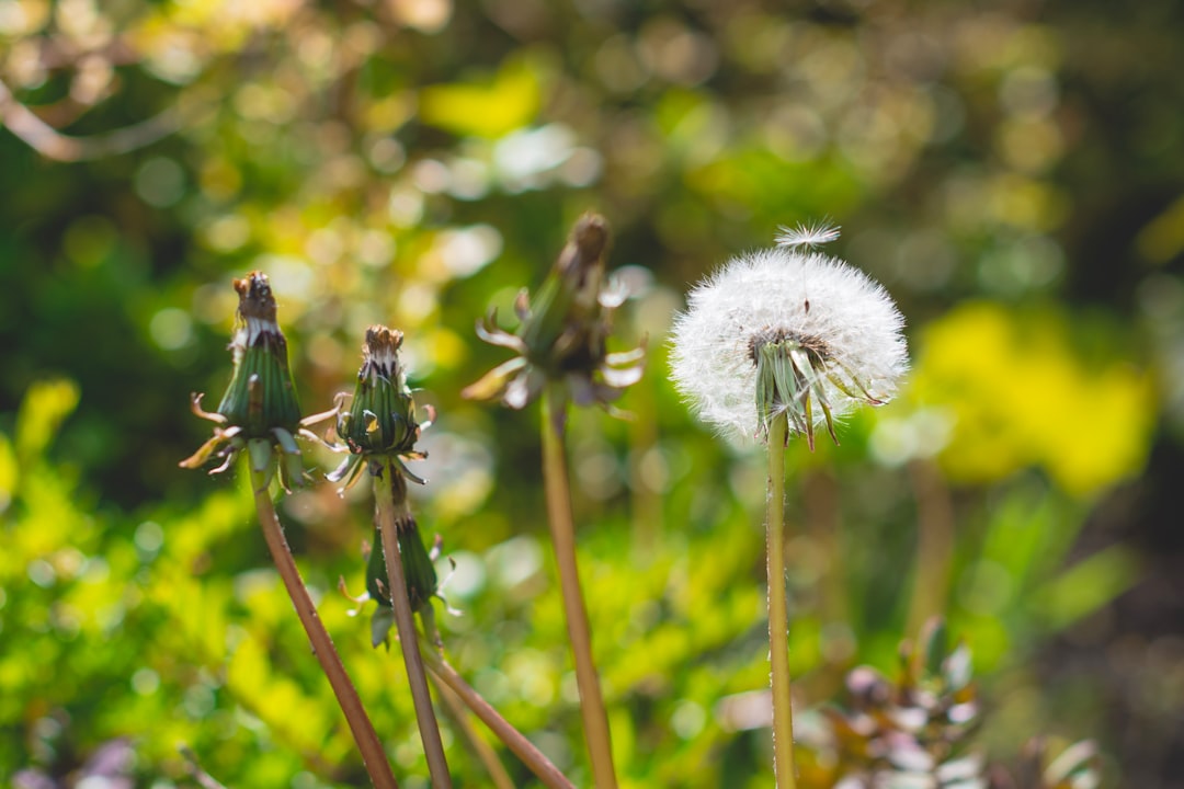 selective focus photography of white dandelion
