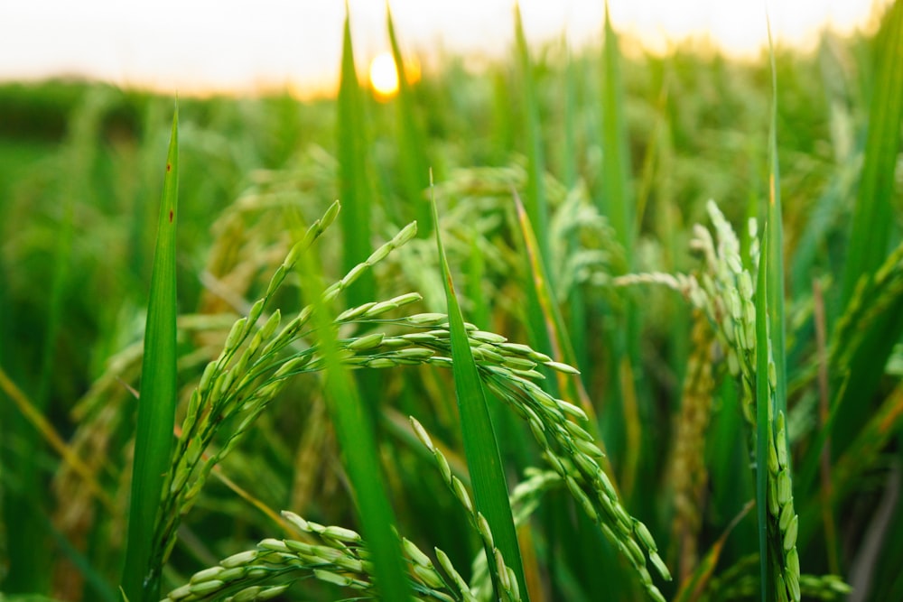 foto selettiva di ficus di erba di grano