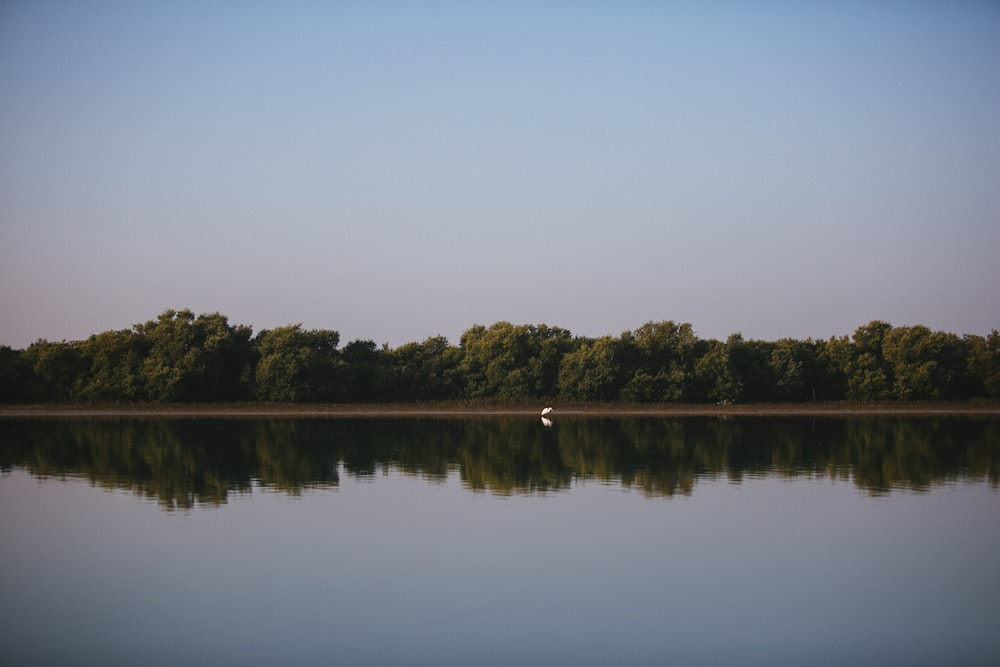 forest and body of water