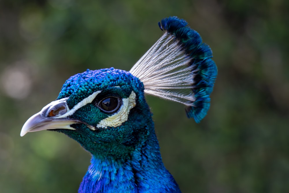 blue peacock