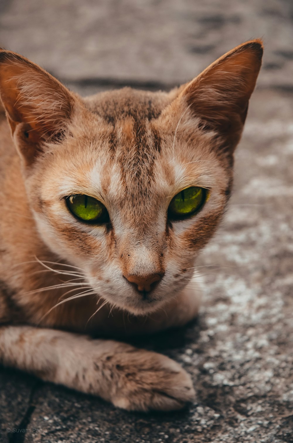 cat lying on road