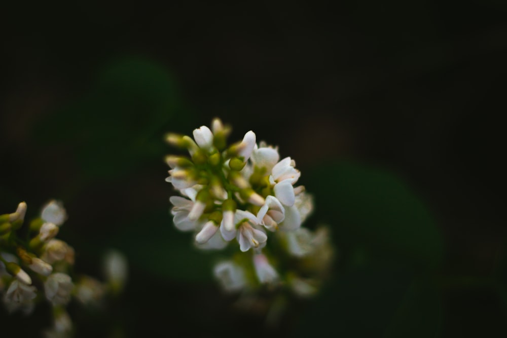 selective focus photo of white-petaled flower