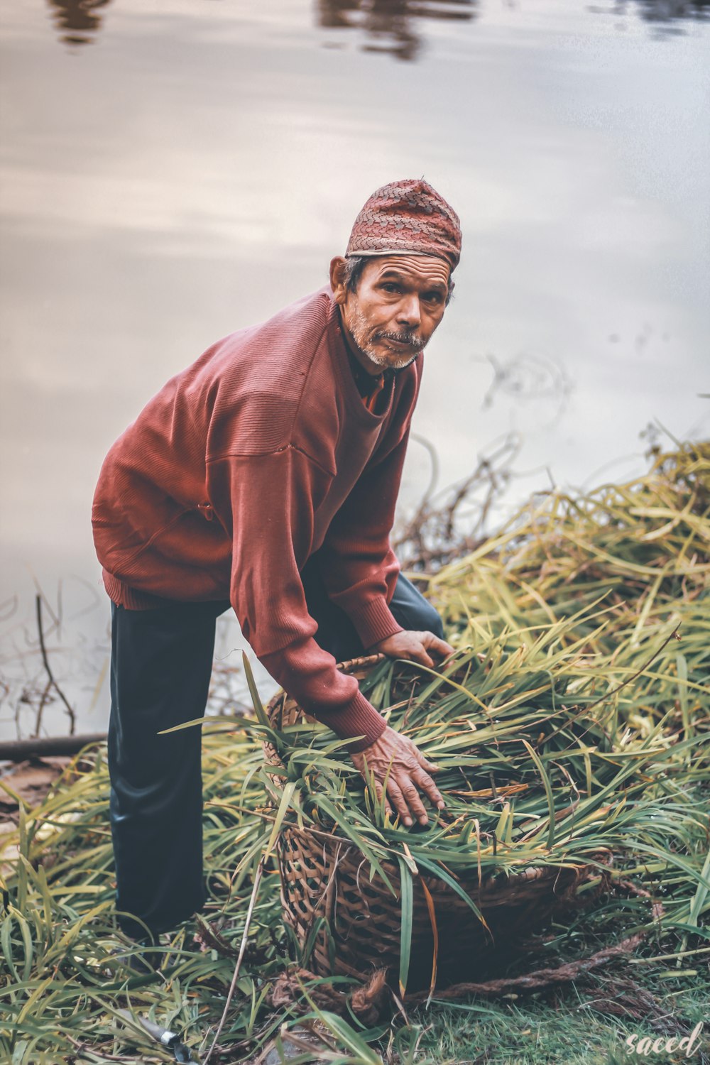 man harvesting vegetable near body of water