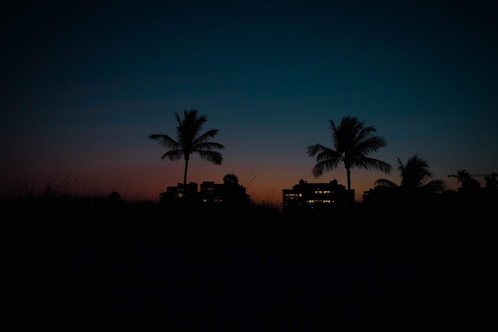 silhouette photography of coconut trees