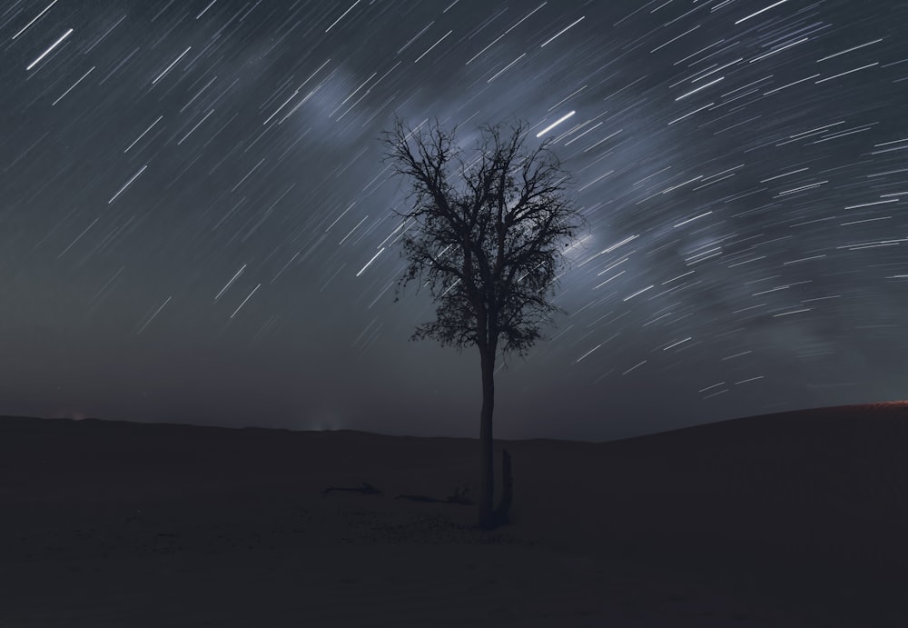 tree at the desert under time lapse background