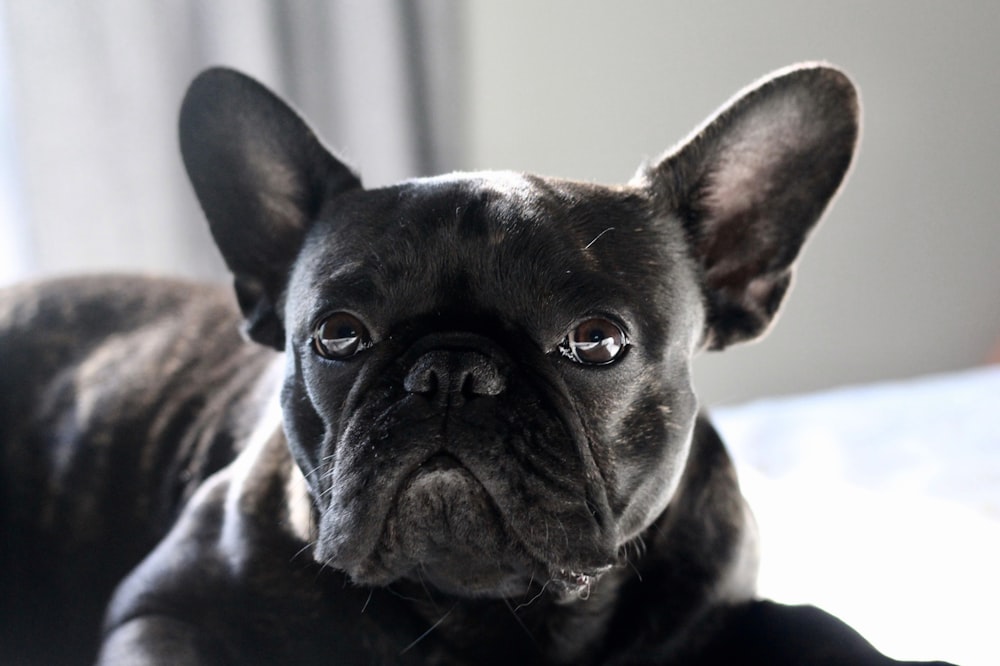 black French dog