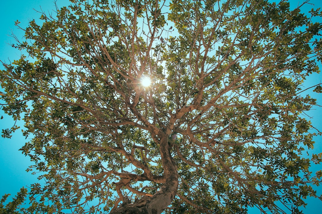 sunlight through tree