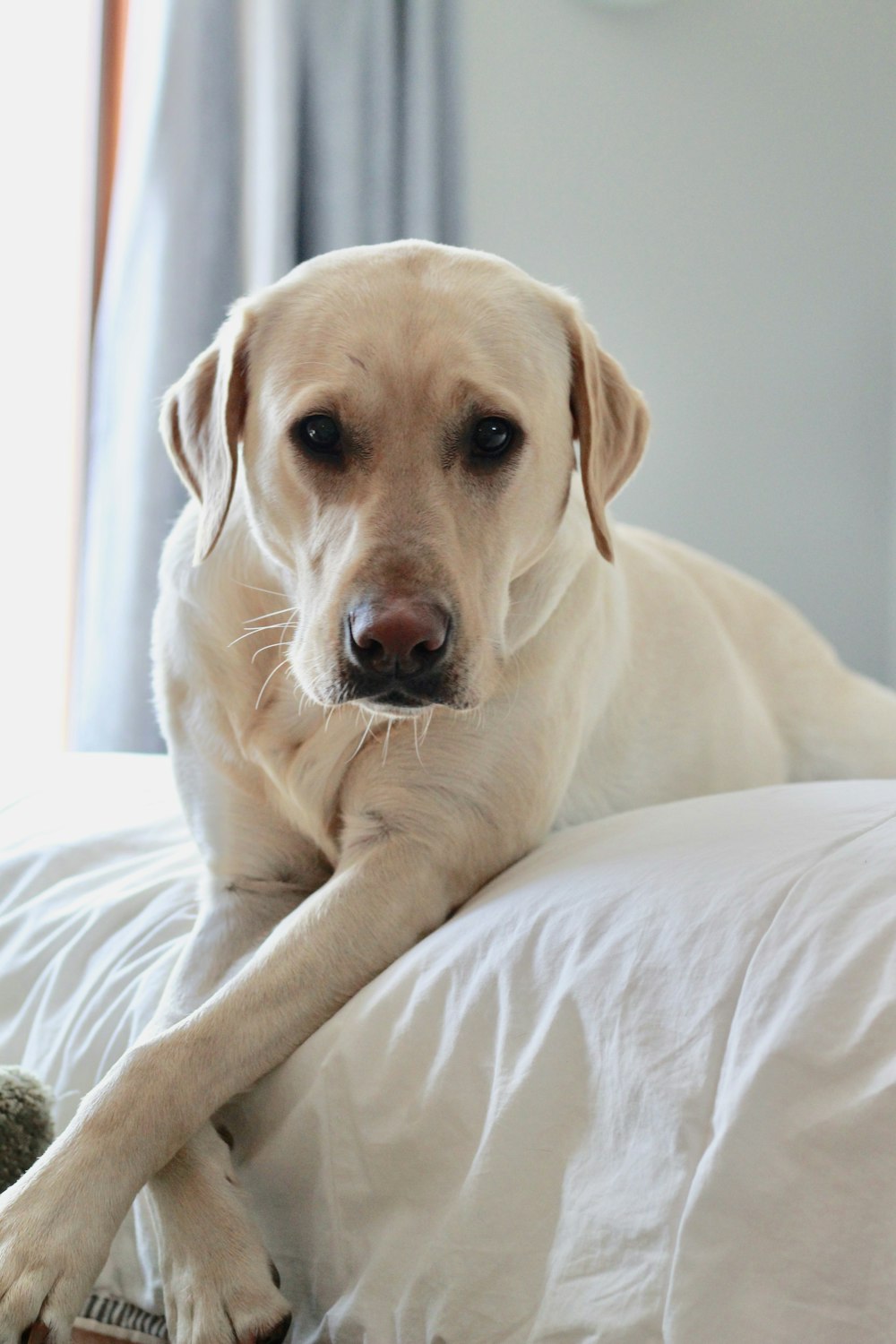 yellow labrador on bed