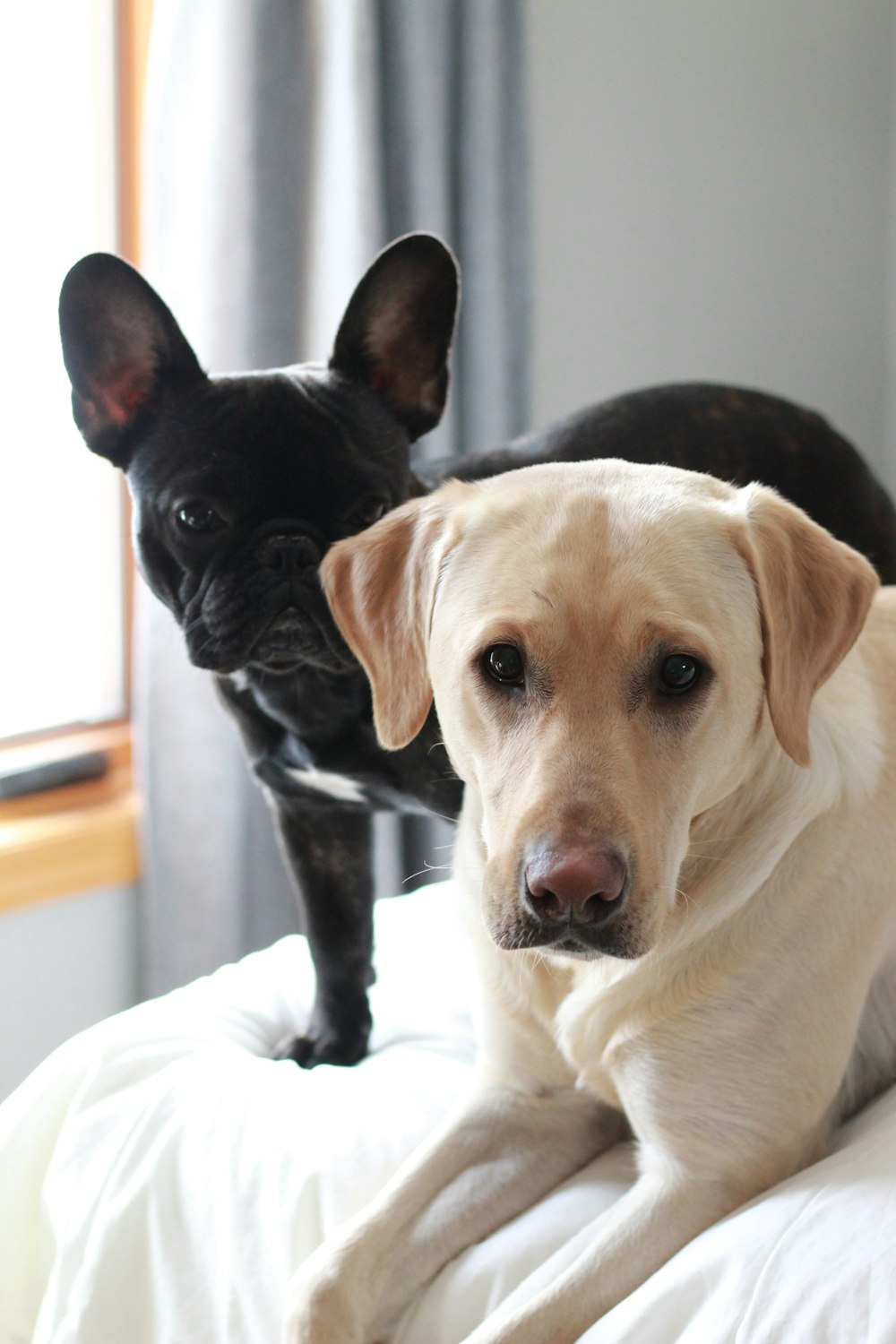 two brown and white dogs