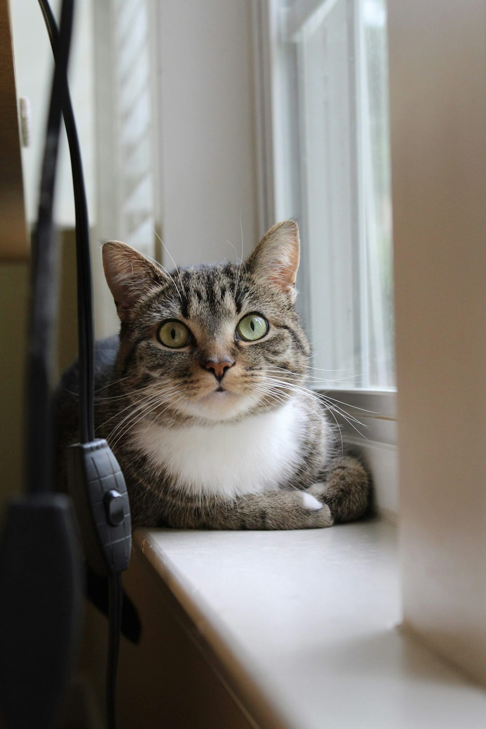 cat seated near window