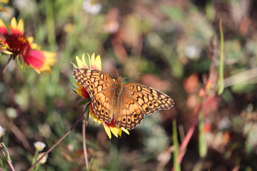 brown and black butterfly on yellow and red blanket flower