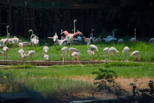 photo of Cairo Wildlife near Pyramid of Khafre