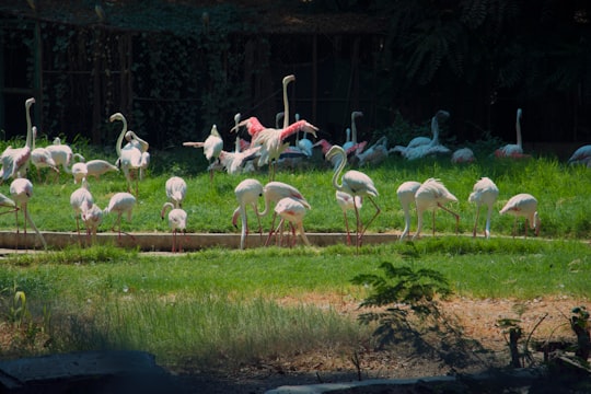 ground white bird on green grass in Cairo Egypt