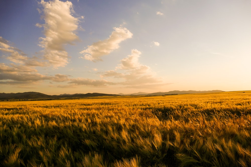 brown grass field