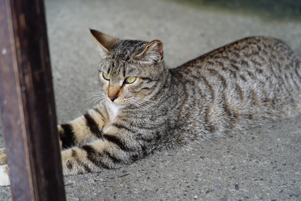 gray tabby cat]