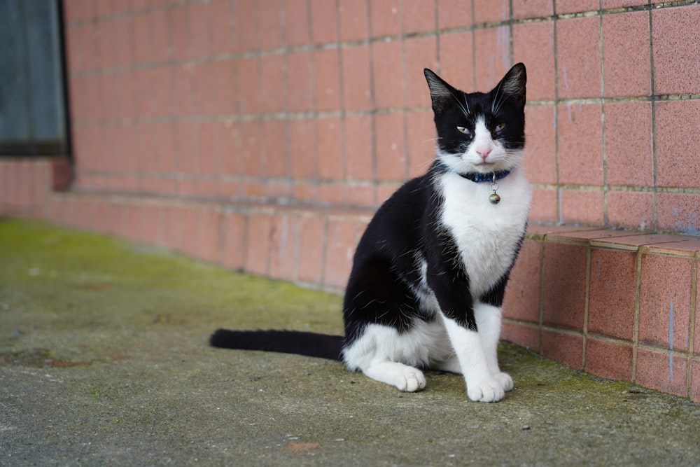 short-haired black and white cat