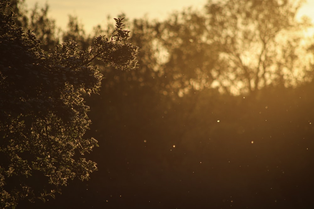 green trees