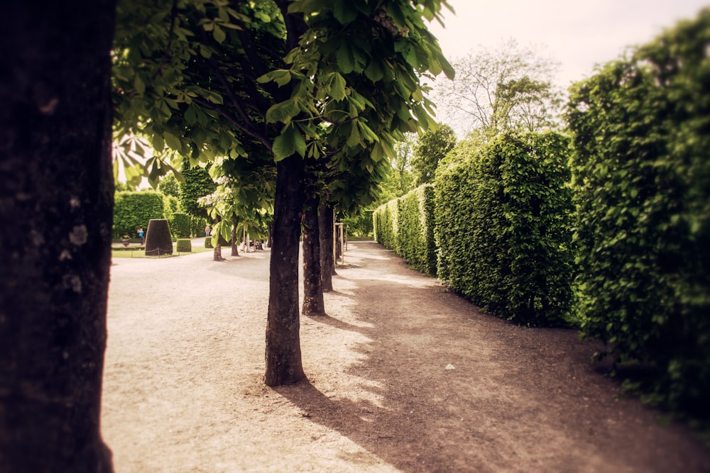 green bushes near trees during daytime