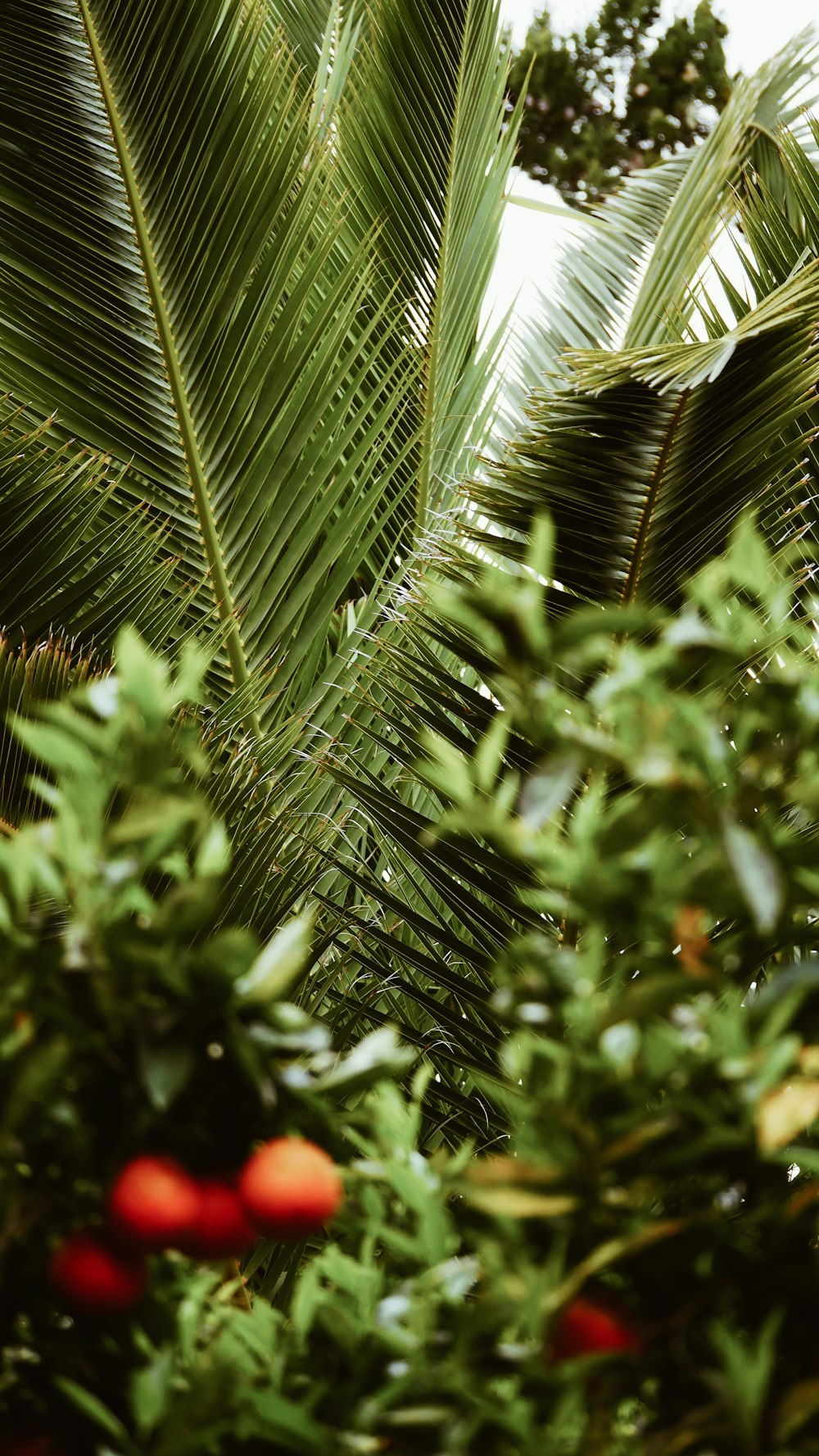 green coconut tree near green leaf plants