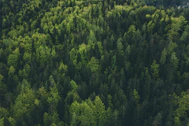 aerial view of trees