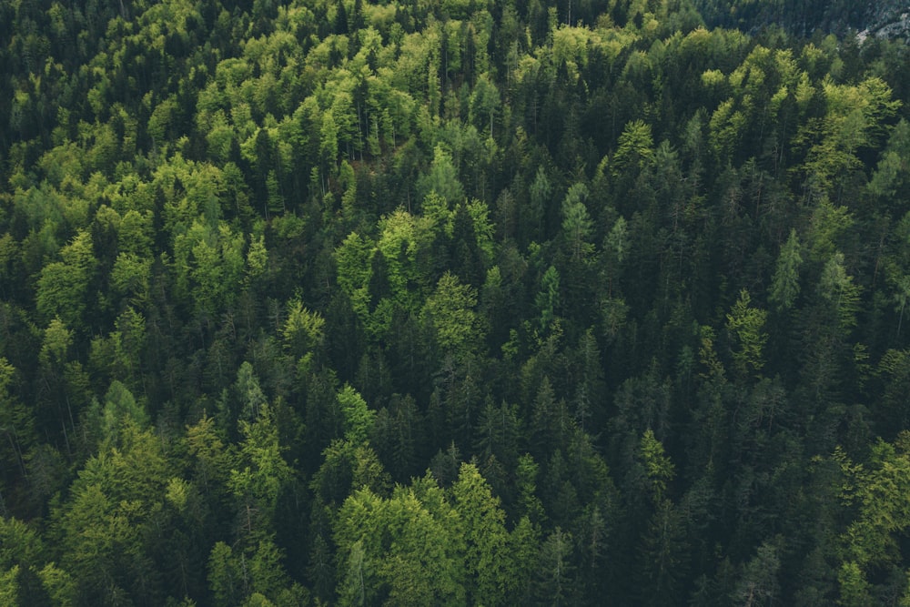 aerial view of trees